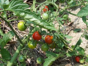 cherrytomatoes