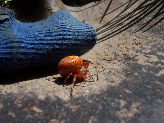 100_5330 amateur naturalist, spiders, mindfulness, nature, paying attention, field guide, children,