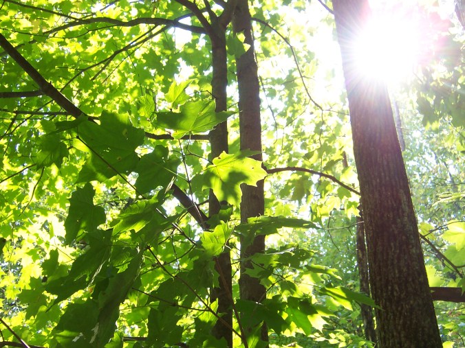 myopia, nature-deficit disorder, can't see forest for the trees, children's myopia, 