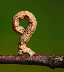 inchworm, questioning everything, appreciating the moment,