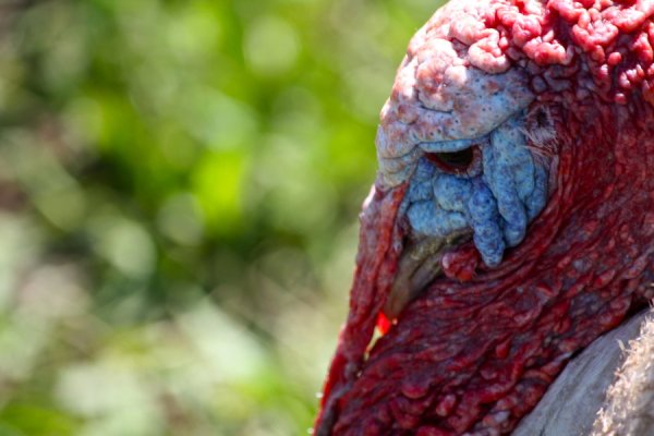 missing loved ones at the holidays, turkey farming, carrying on traditions despite grief, pastured turkey farming, 