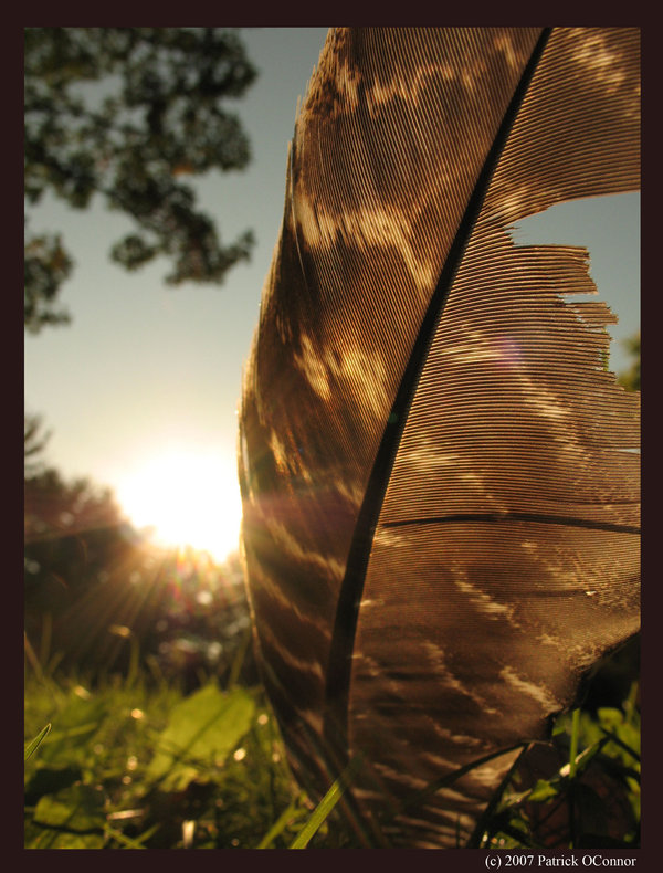 honoring memories at Thanksgiving, how to raise pastured turkeys, small farm turkey story, missing mom at Thanksgiving, 