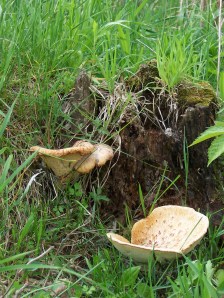 hermit's rationale, staying home, peace in place,