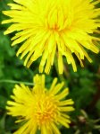 eat dandelions, healthy dandelions, dandelion flower recipe, fried dandelions, dandelion blossom recipe, 