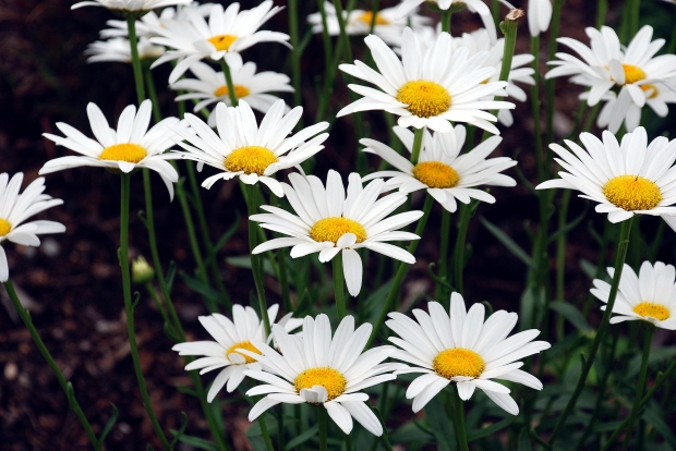 $100 wedding, most frugal wedding, marry cheap, cheap wedding, 