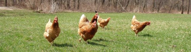 farm homeschooling, teen homeschooling, 