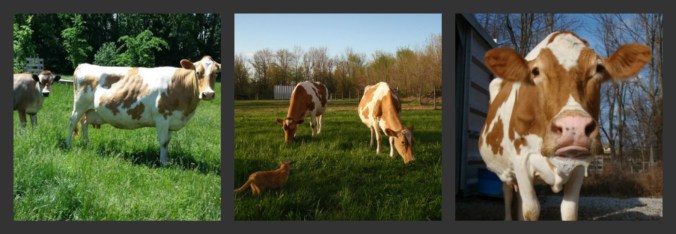family cow, homestead dairy, 
