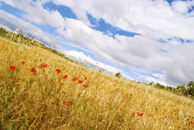 self-regulating learning, 