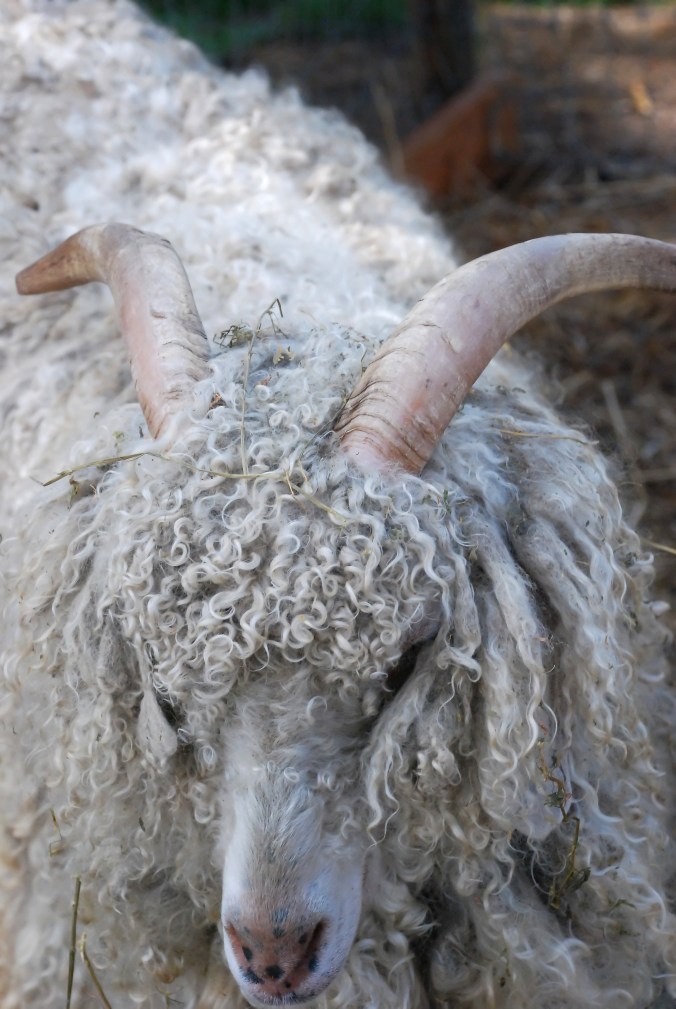 heckle, roots of word heckle, change the world, 