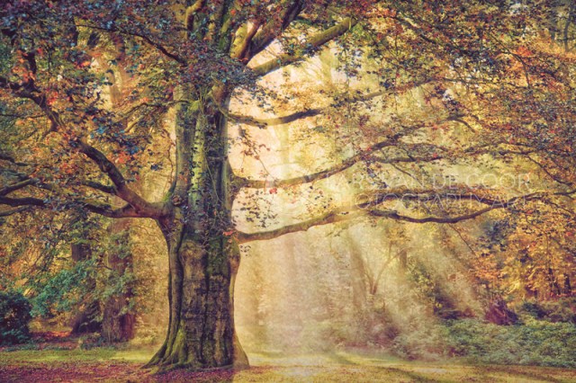 Image: LarsVanDeGoor