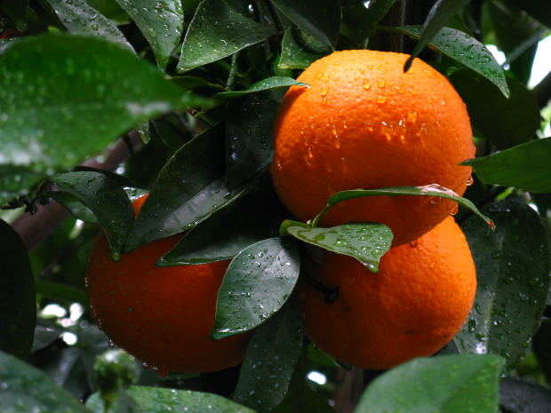 free range learning, holistic learning, effect of school, school mindset, 