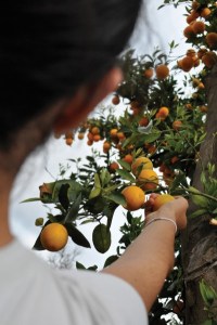 free range learning, 