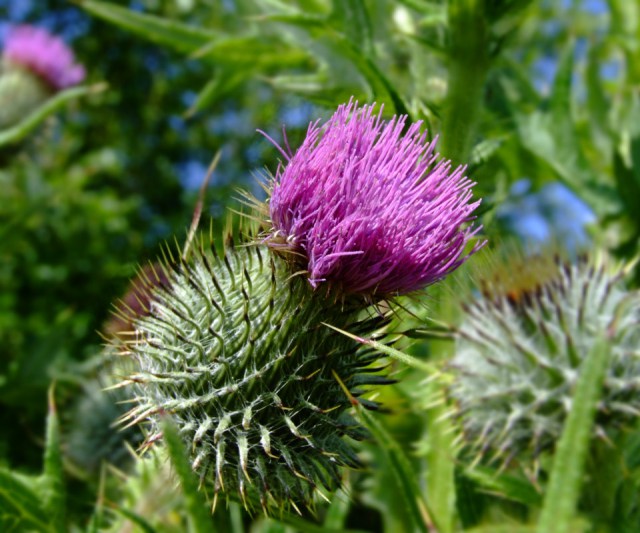 natural weed control methods, benefits of weeds 